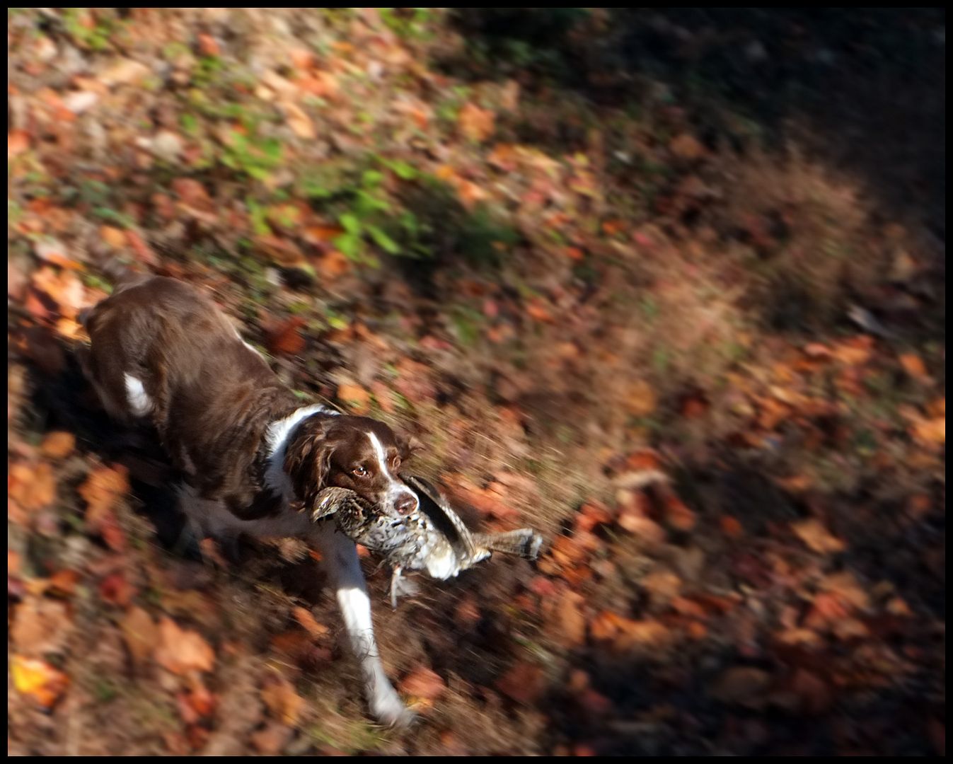 What size shot for grouse?